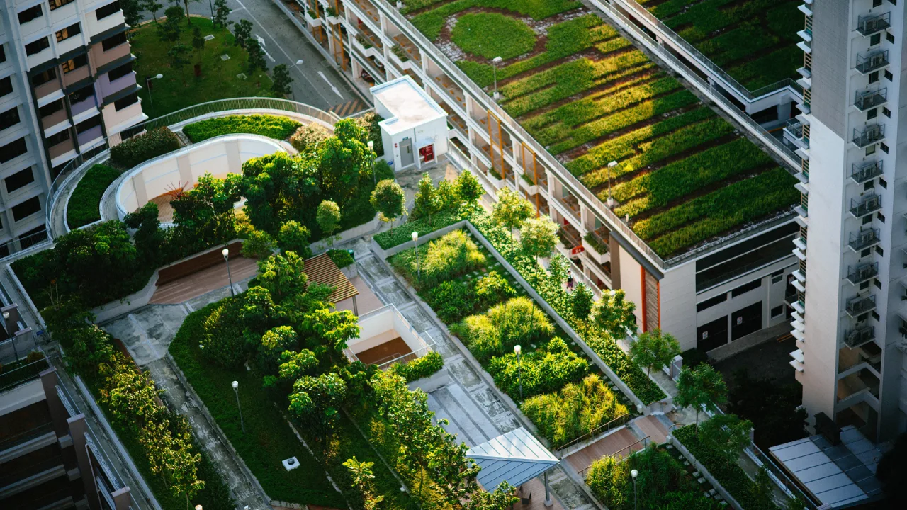The Future of Green Roofs: Enhancing Sustainability in Urban Areas